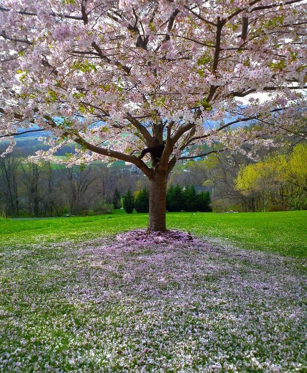 A tree with bright pink flowers dropping petals on a green hillside