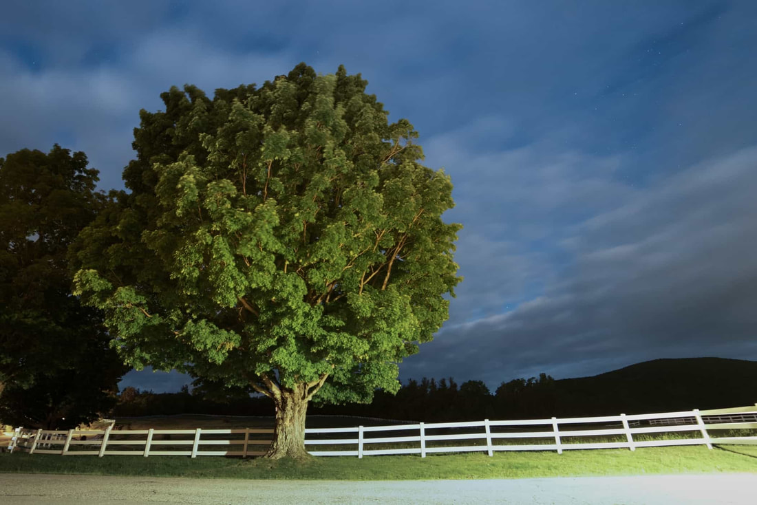 A picturesque oak tree near a white picket fence
