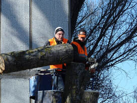 A small team of arborists chopping a tree into logs