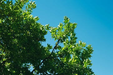 lush green branches against a bright blue summer sky