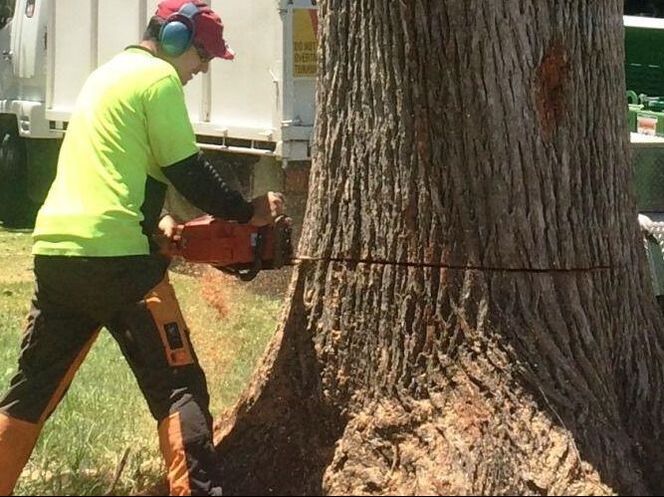 An arborist chopping down a large, overgrown oak tree