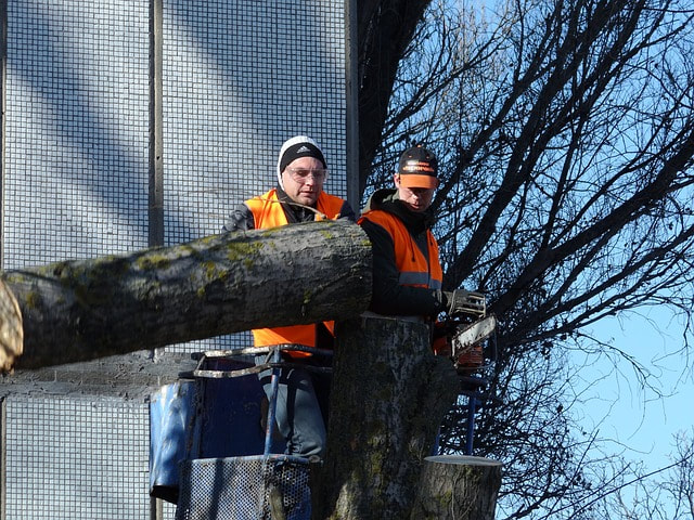 Tree care crew cutting down a tree