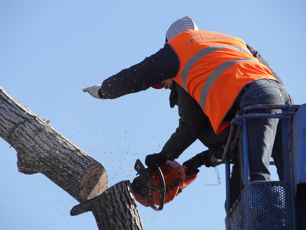 A team of tree care experts chopping a tree in half