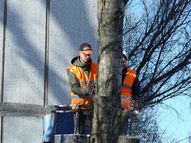 A tree crew hard at work
