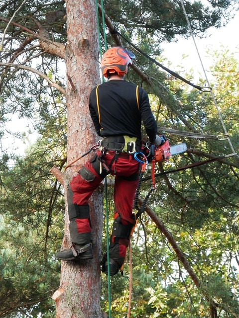 A tree surgeon in red pants removing a tree in Stamford CT