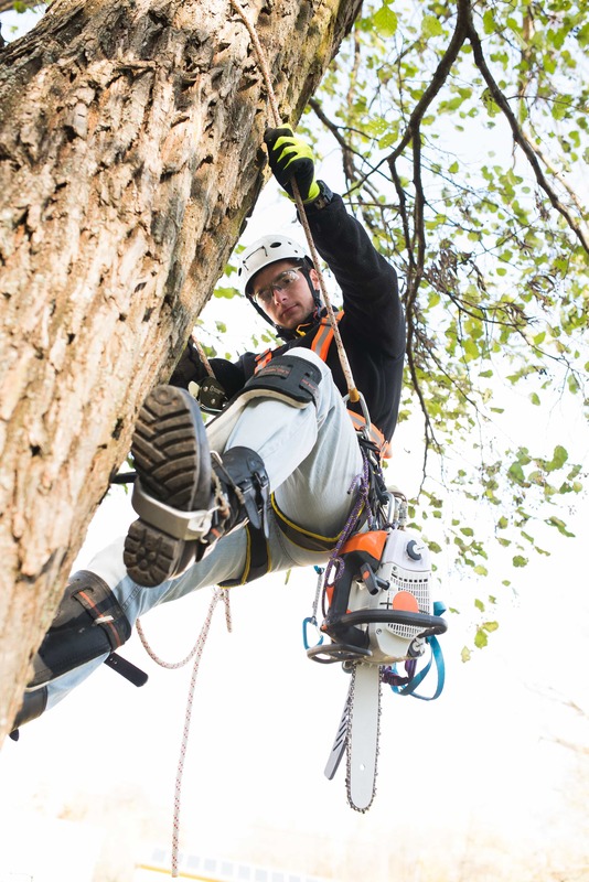 A young man climbing a tall tree in order to prune the branches