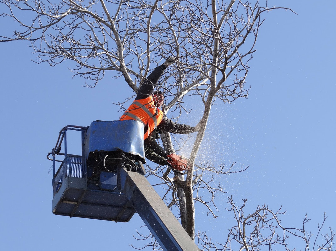 A crane being utilized to trim tree limbs